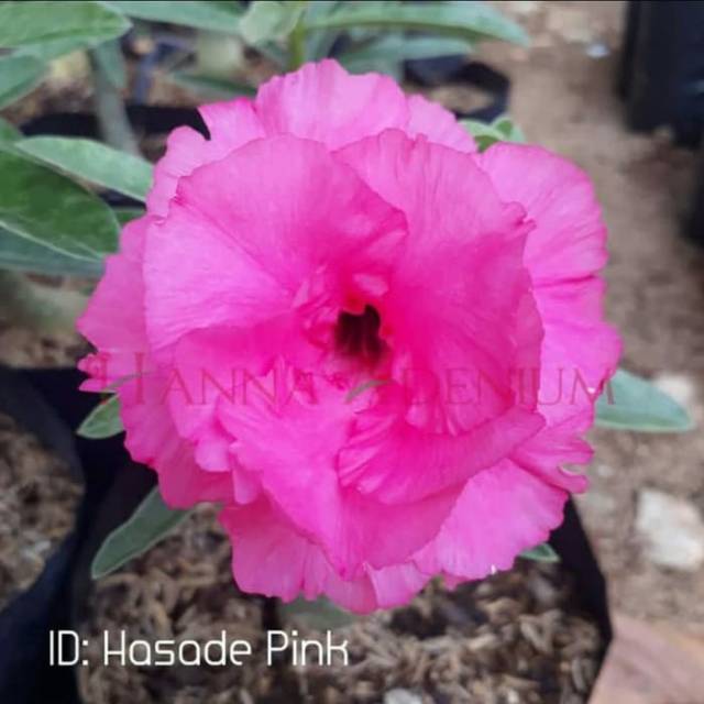 Bibit Bunga Kamboja Adenium Hasade Pink - Tanaman Hias