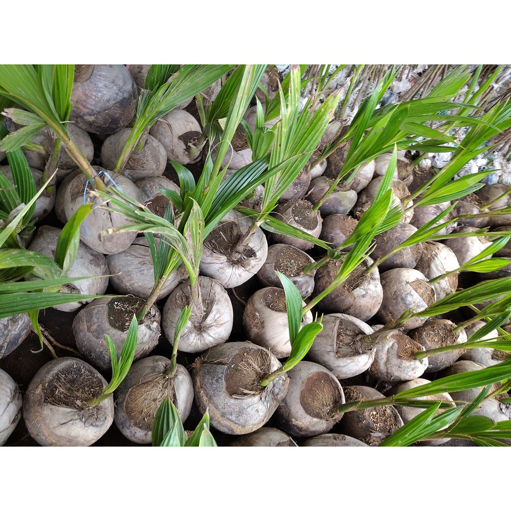 BIBIT KELAPA~TANAMAN KELAPA~TUMBUHAN KELAPA~KELAPA HIJAU~KELAPA GADING~KELAPA~minimal order 2 pohon
