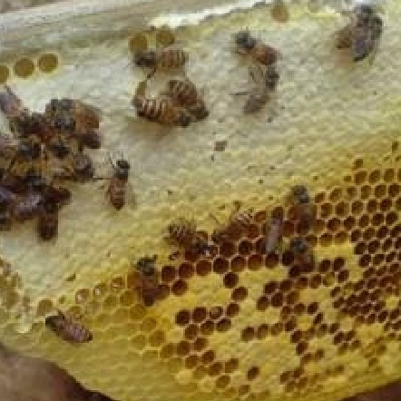 

b01n1nh Madu Putih Dompu. Isi Bersih 1Kg Ds201Fs