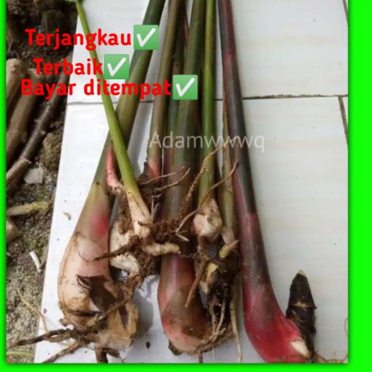 

1.1 SALE Pohon Benih Bibit Kecombrang merah / Hijau