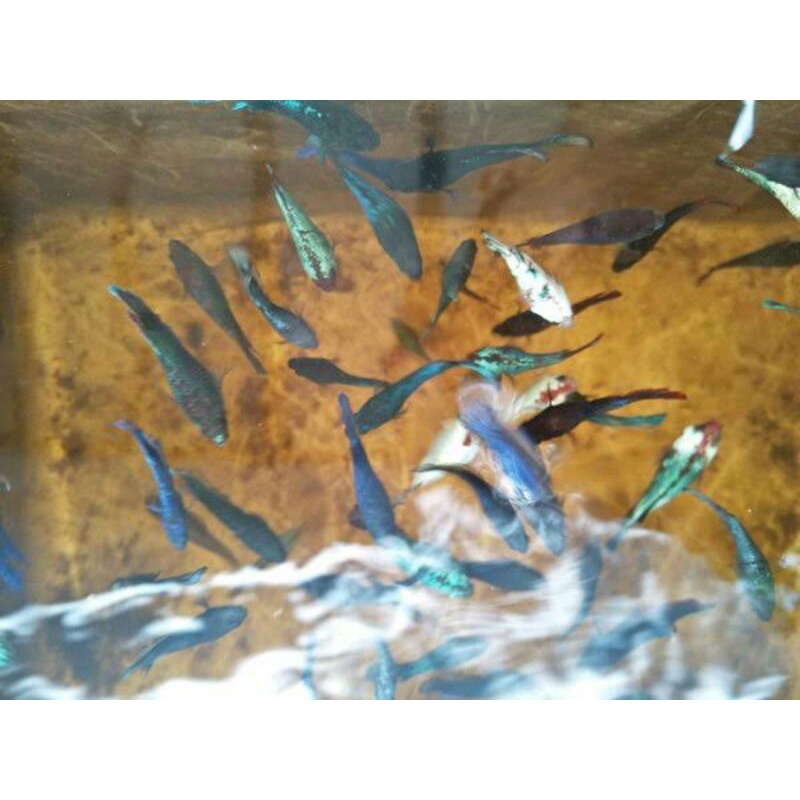 cupang koi fancy Nemo galaxy Avatar BBL rkc Ironman red yellow Cooper Copper kuper cuper