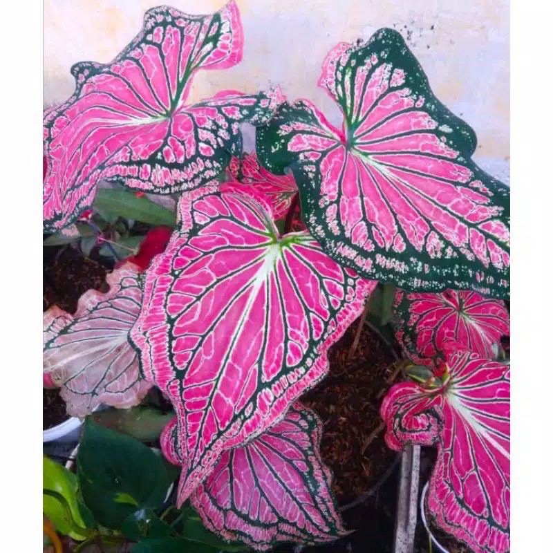 PROMO umbi Keladi wayang / keladi wayang merah / caladium
