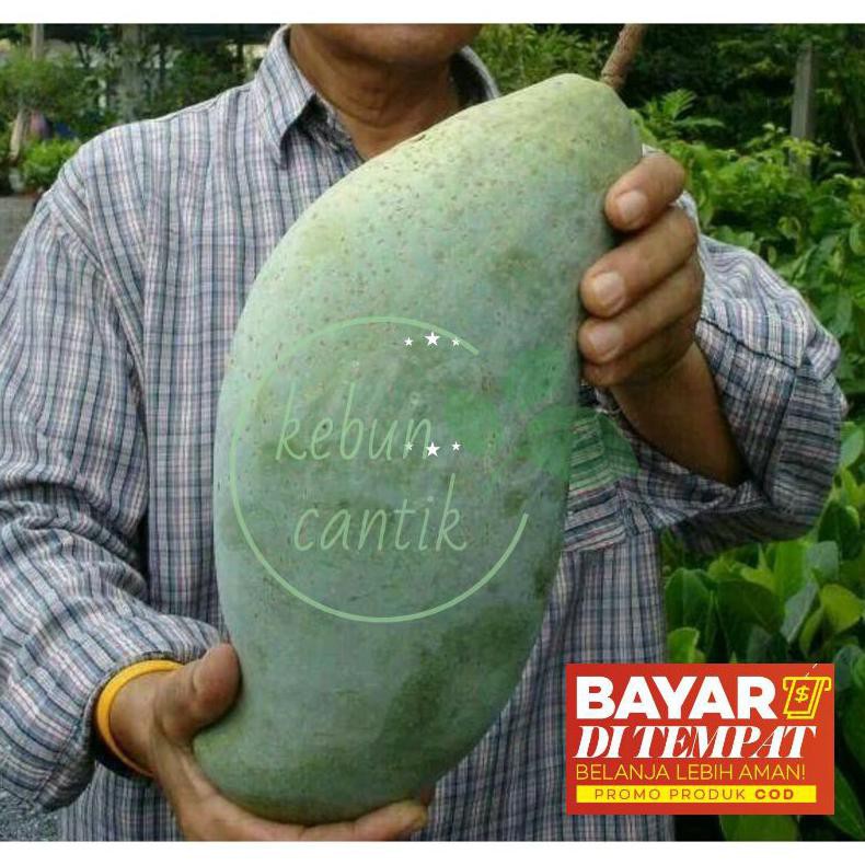 TG3R BIBIT TANAMAN BUAH MANGGA MAHATIR/MANGGA/MAHATIR/MANGG IMPPOR