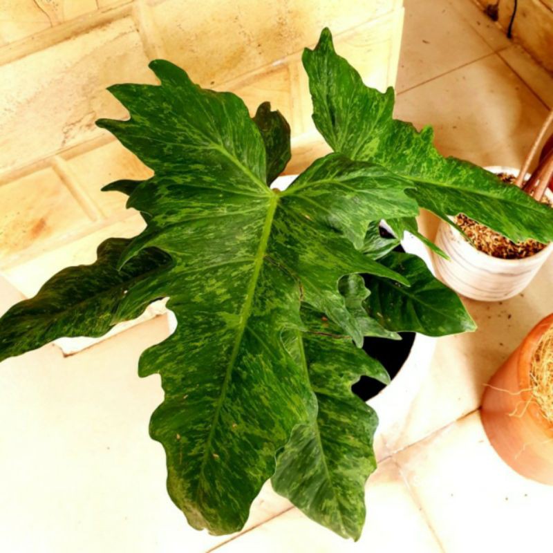 Tanaman Philodendron Dragon Gold Varigata - Tanaman Philodendron