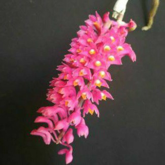 anggrek dendrobium scundum