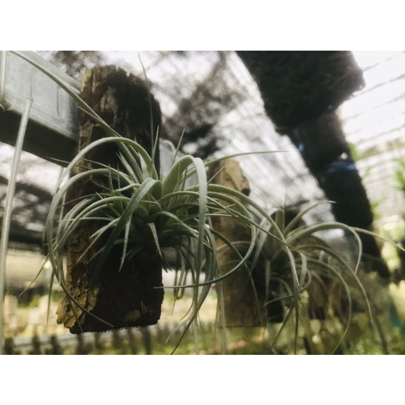 Tillandsia Utriculata