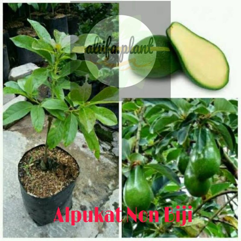 Bibit Buah Alpukat Non Biji //alpukat