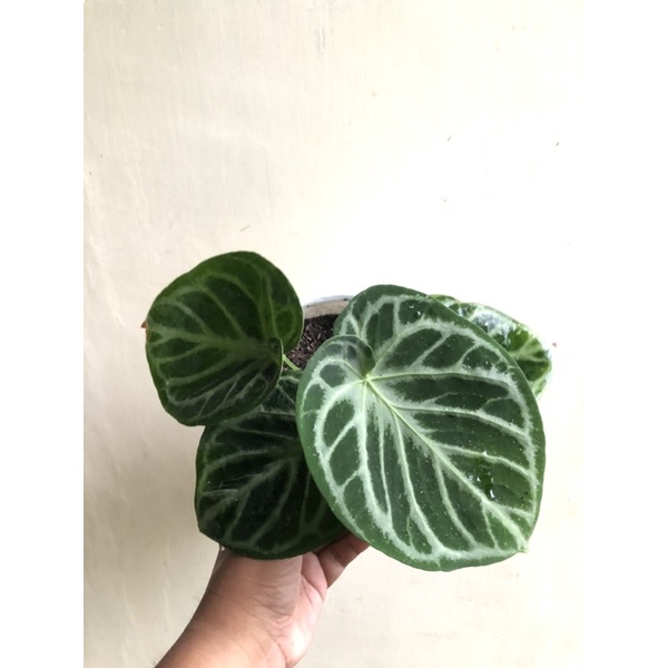 anthurium dorayaki silver