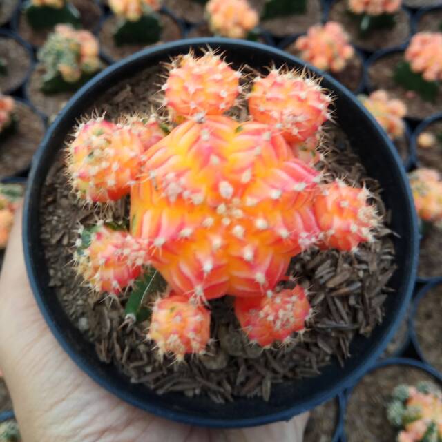 Gymno orange free pot putih 10cm