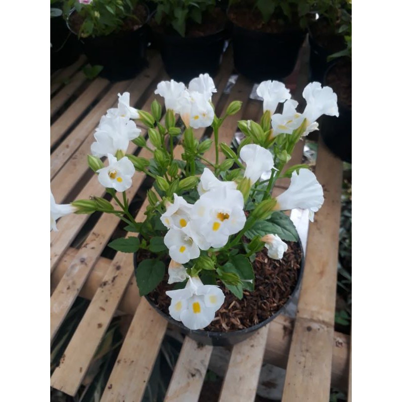 tanaman hias bunga torenia putih / bunga torenia fournieri purple / tanaman bunga torenia