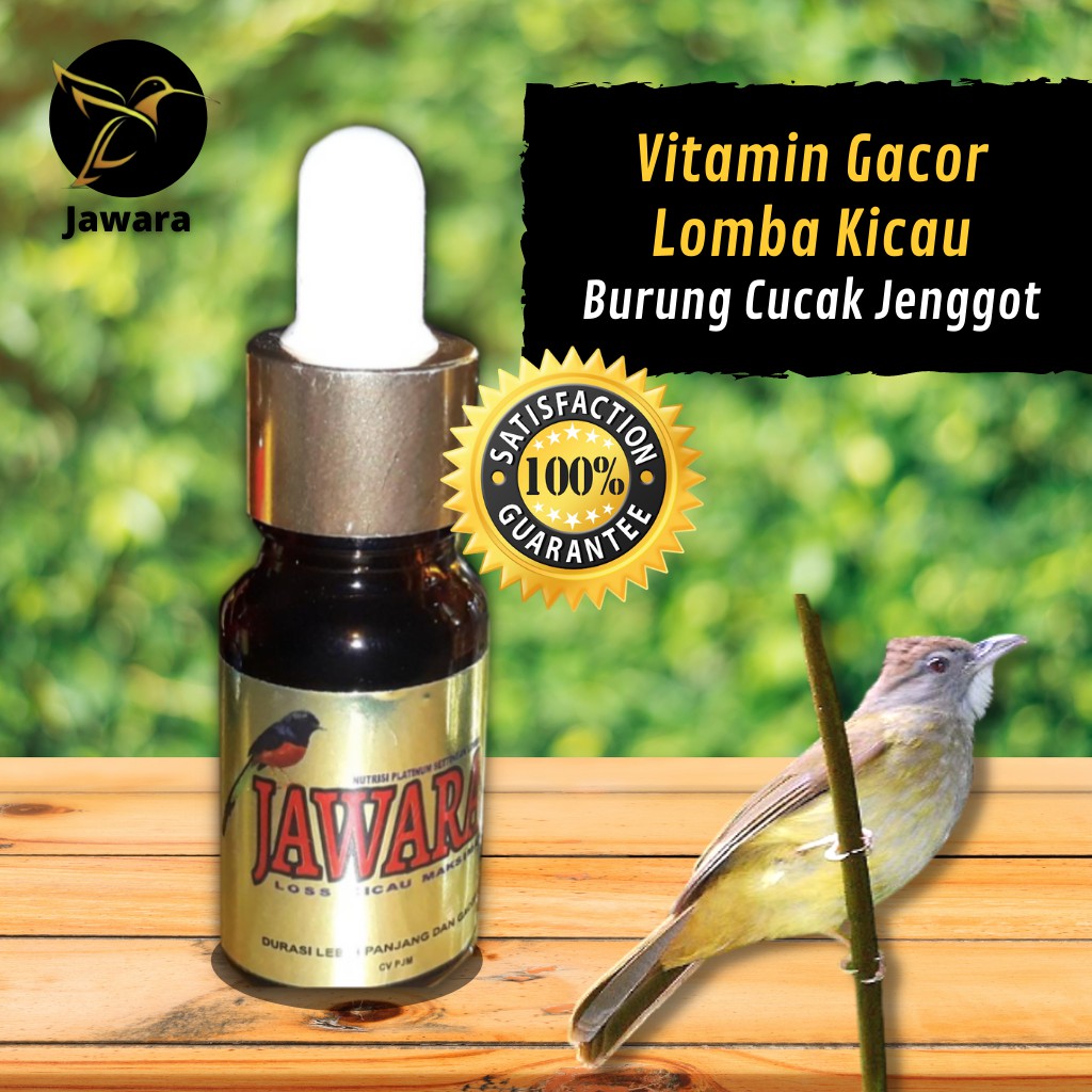 JAWARA Vitamin Gacor Lomba Kicau Burung Cucak Jenggot
