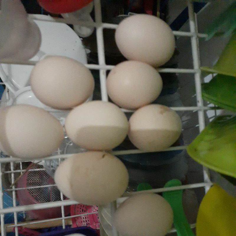

Telur Ayam Kampung