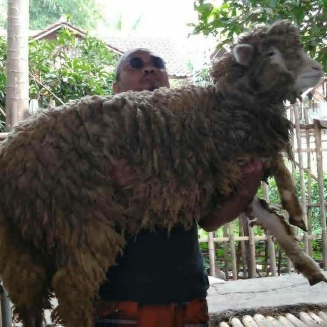 

AQIQAH MURAH