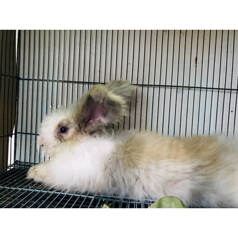 Kelinci English Anggora Dewasa Termurah