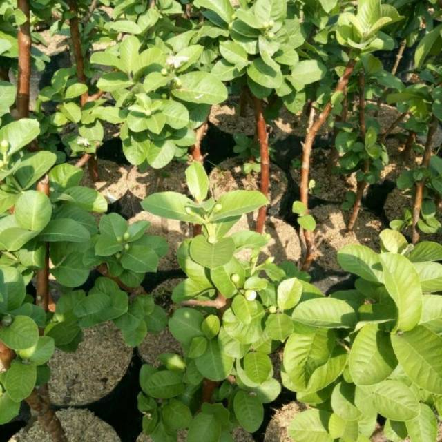 Bibit jambu sukun  putih cangkok