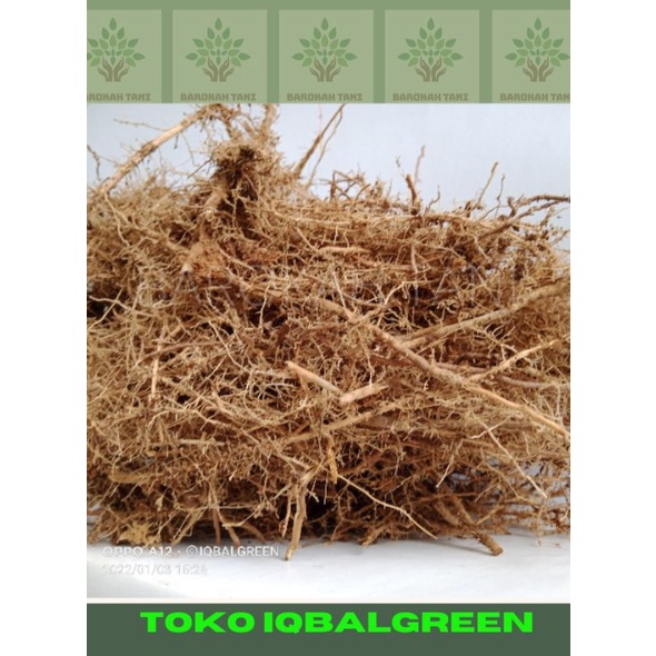 AKAR BAMBU akar humus bambu mediatanam