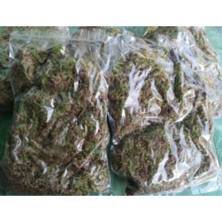 Media Tanam Mos Spagnum Moss Basah Lumut Hutan AGLONEMA