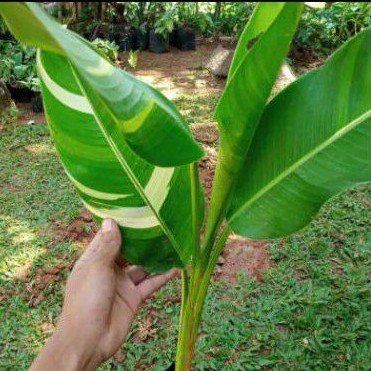 pisang pisangan varigata tanaman hias varigata