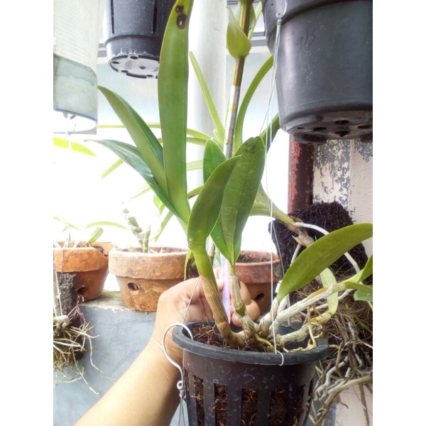 dendro imelda mariana masagung