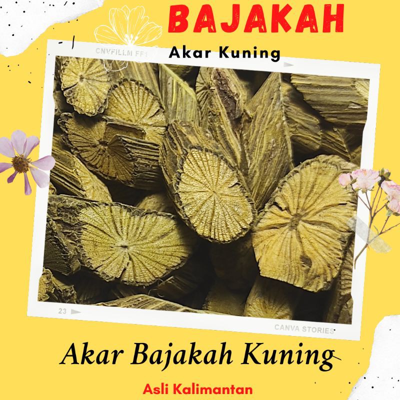 

Akar Bajakah Kuning Asli Kalimantan 250gram Kering