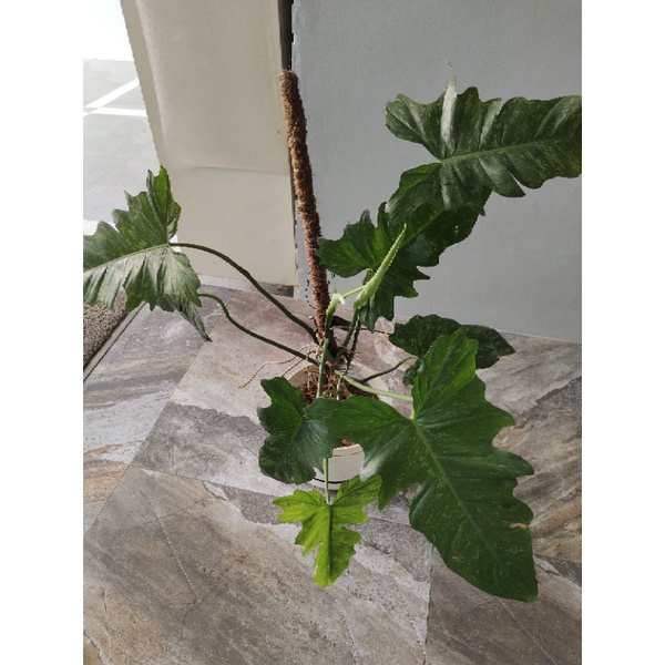 philodendron dragon als lime fiddle jumbo