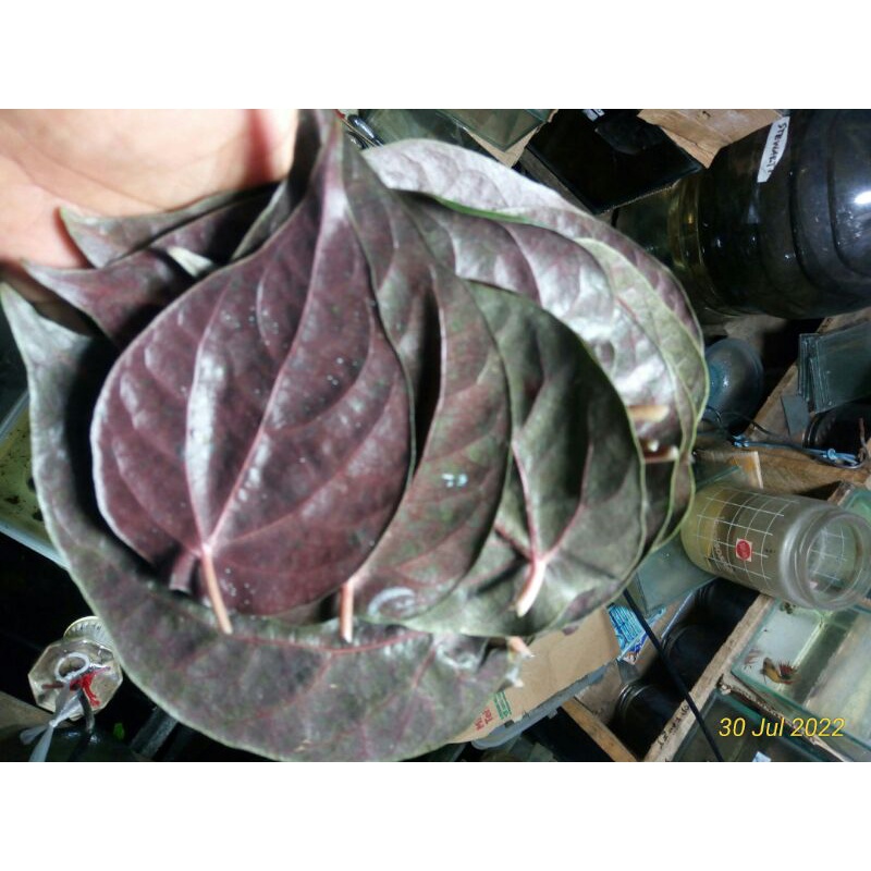

10 gr daun sirih merah segar