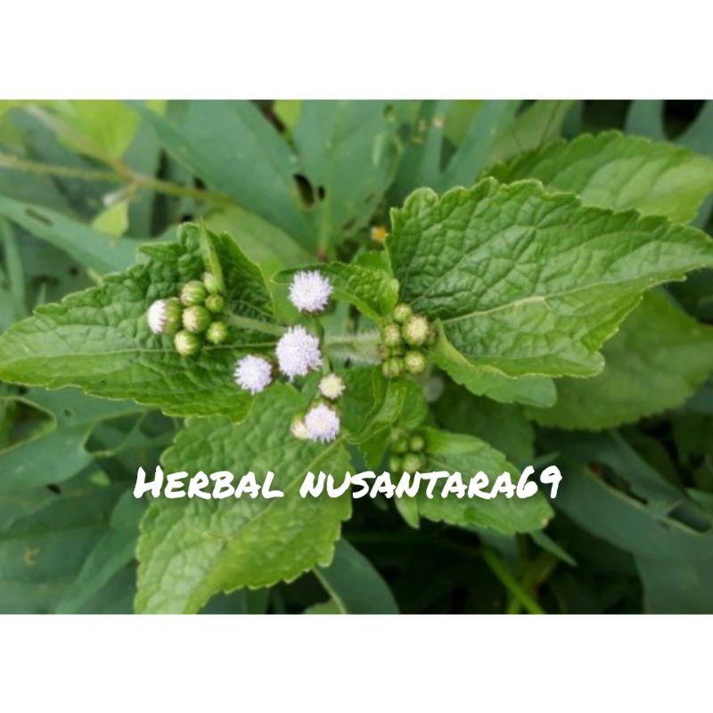 

Daun Bandotan-Daun Badotan Segar 500gr