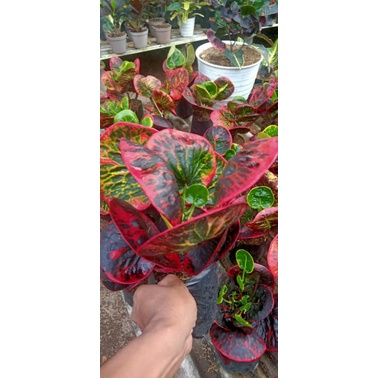 Puring Apel merah SRG murah original