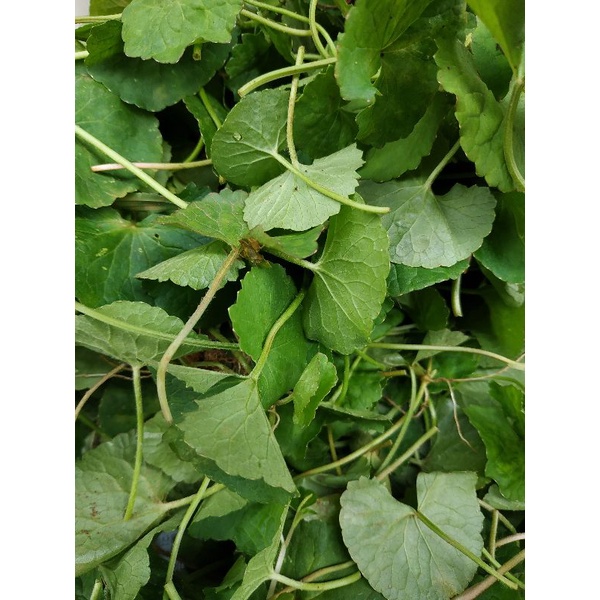 

DAUN PEGAGAN SEGAR 100 GRAM / DAUN ANTANAN / PEGAGAN HERBAL