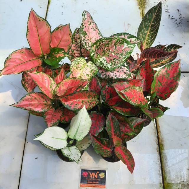 Aglaonema murah/ Aglonema murah/ Paket Aglonema Murah