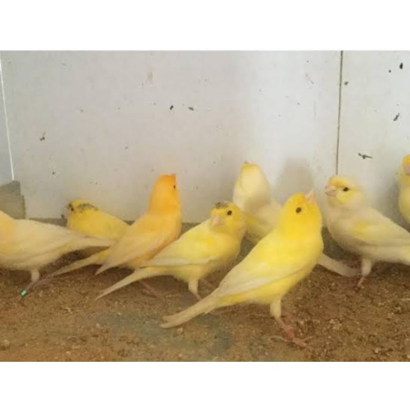 

kenari betina import Taiwan