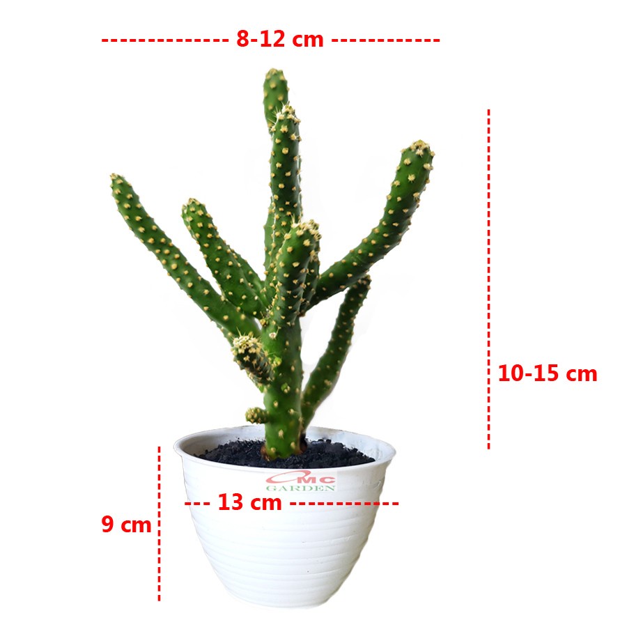 Sukulen Sekulen Kaktus Mini Succulent Tanaman Hias