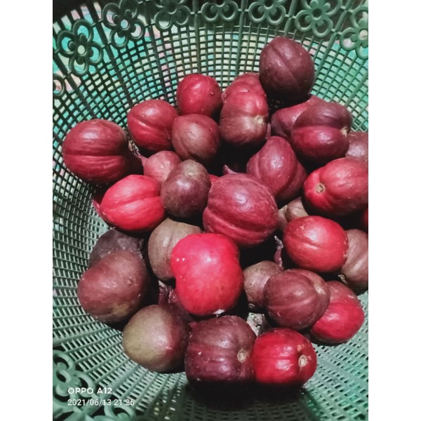 

buah mahkota dewa segar 500 gram