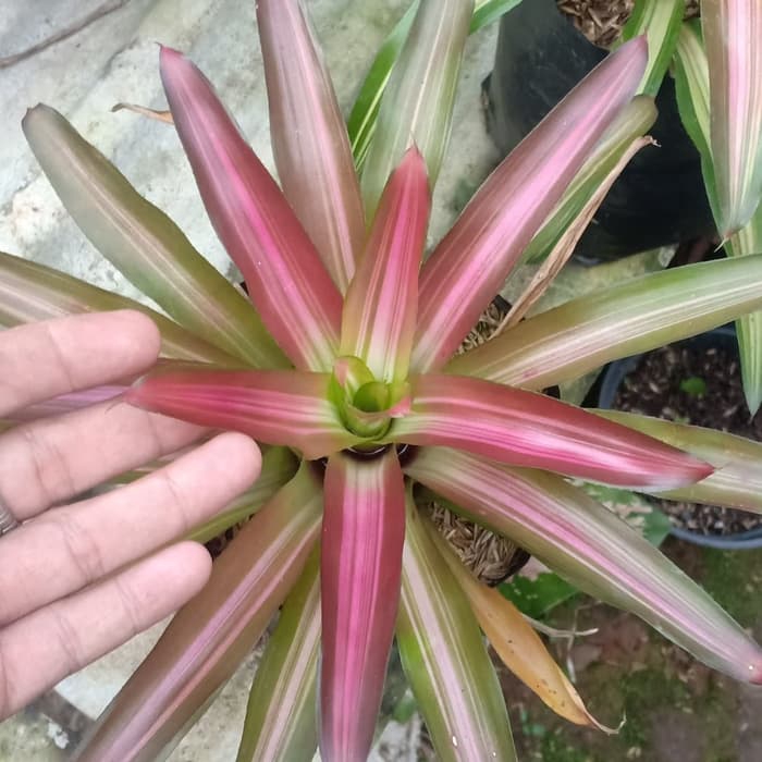 Tanaman Hias Bromel Tri Colour Tanaman Hias Pot Yang Unik Dan Menarik -tanaman hidup