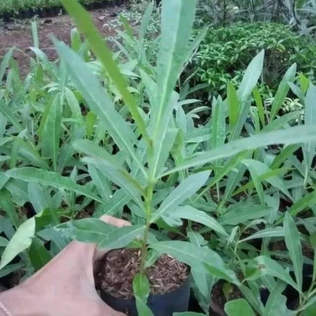 Pohon Tabebuya tanaman pelindung tabebuya