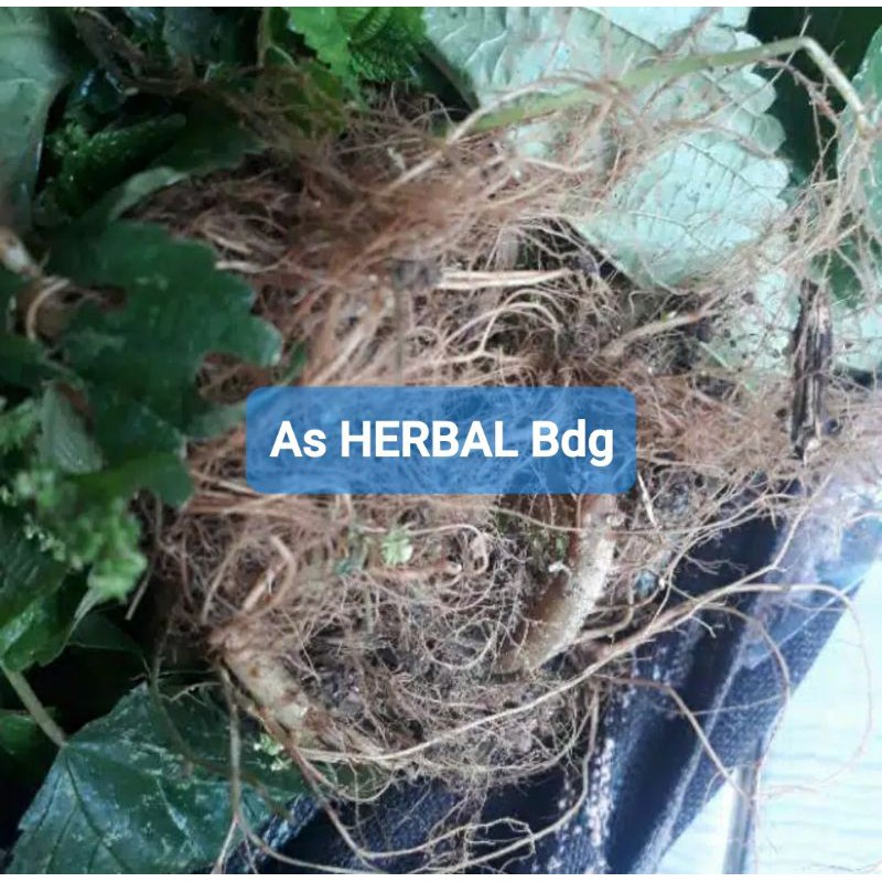 

Akar Jelatang atau akar tanaman gatal atau pulus segar 200 gram-az