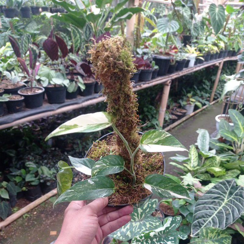 Tanaman Hias Epipremnum Pinatum Variegata