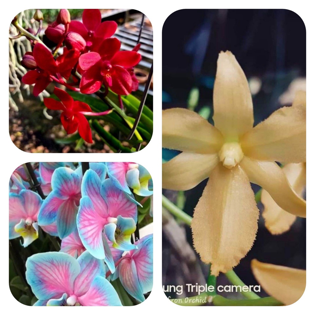 PROMO ANGGREK PAKET 3 TERLARIS