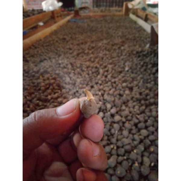 Katak porang isi 1000/ KG sudah siap tanam