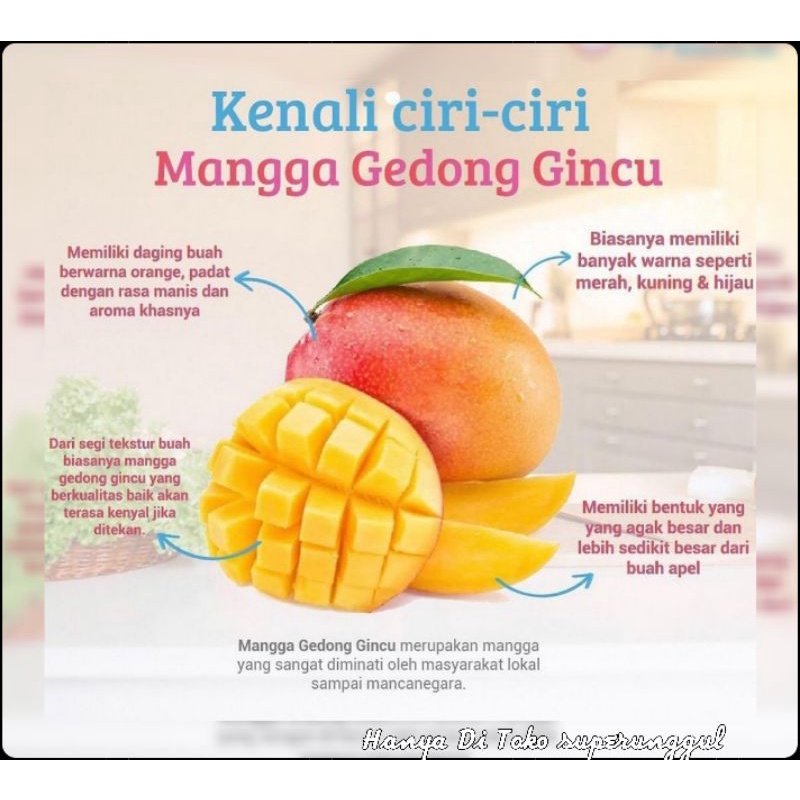 Bibit Mangga jenis Donggincu