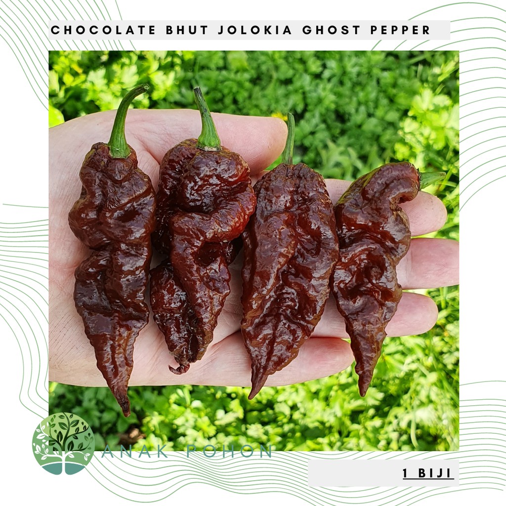 Benih Bibit Biji - Cabai Chocolate Bhut Jolokia Choco Cokelat Ghost Pepper Seeds - IMPORT