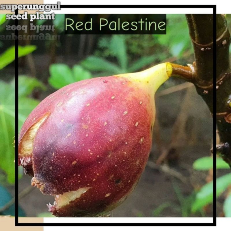 Tanaman Buah Tin Jenis Red palestine