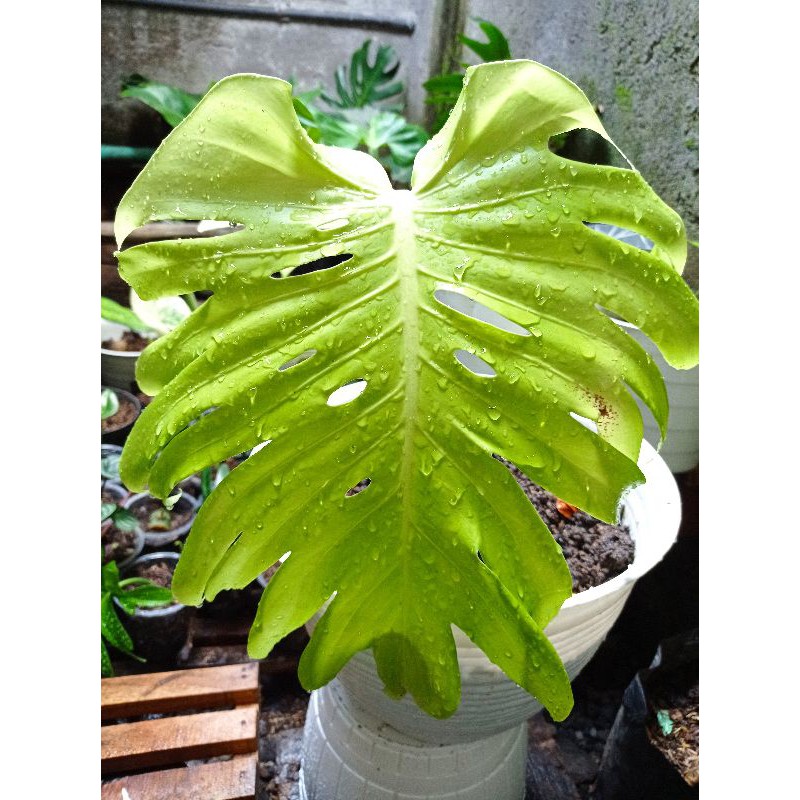 Monstera Deliciosa King 1  Daun