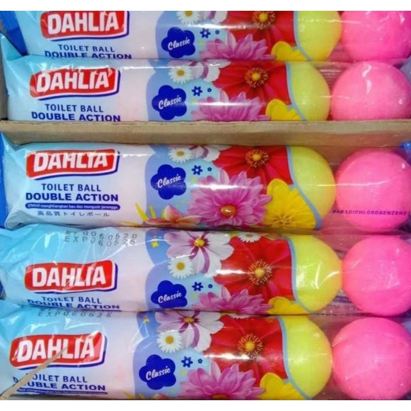 Dahlia Kamper Bola Isi 3 dan 5 Ready Stok