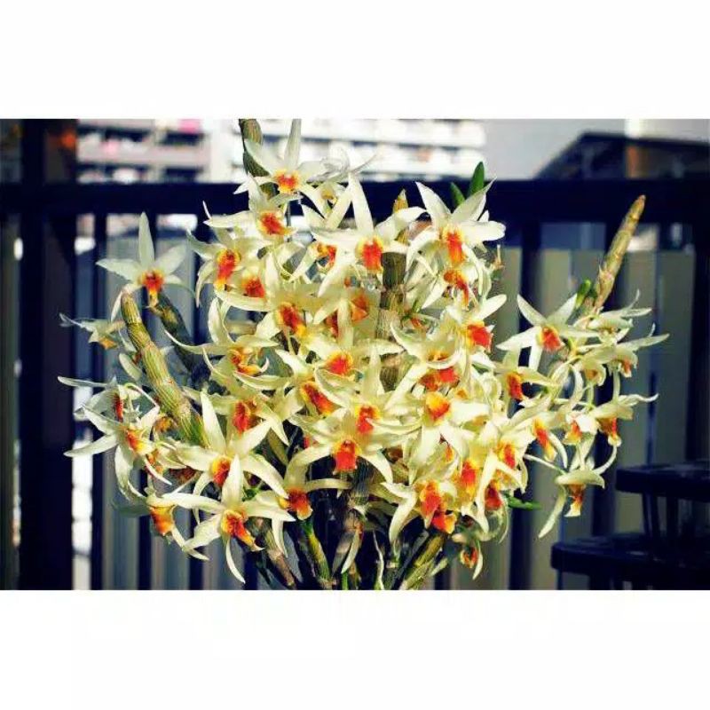 Anggrek dendrobium dewasa - Angrek Heterocarpum