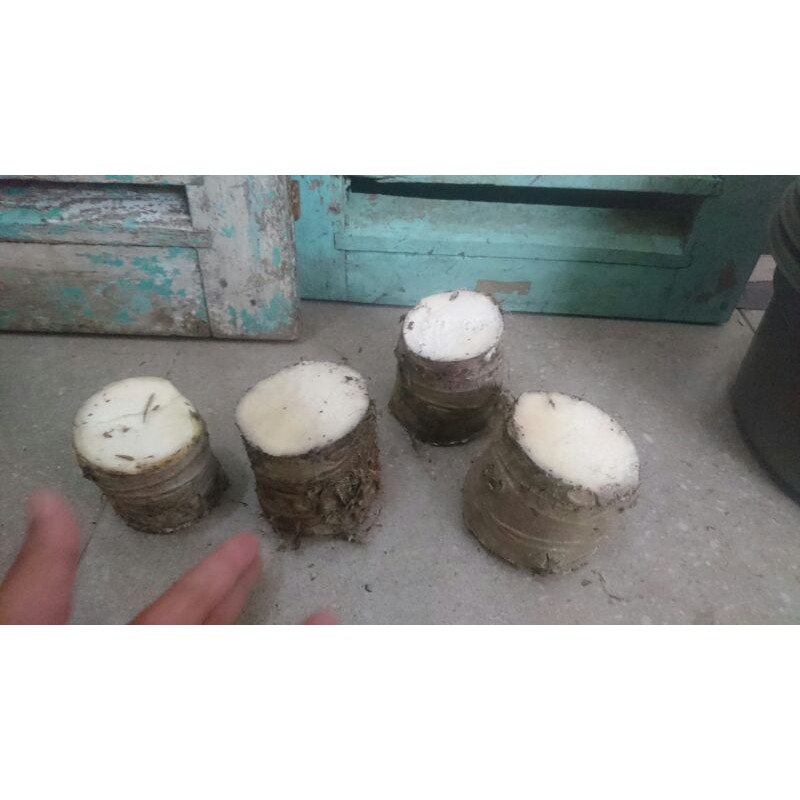 Bonggol Alocasia macrorhiza black stem sente senthe Bali