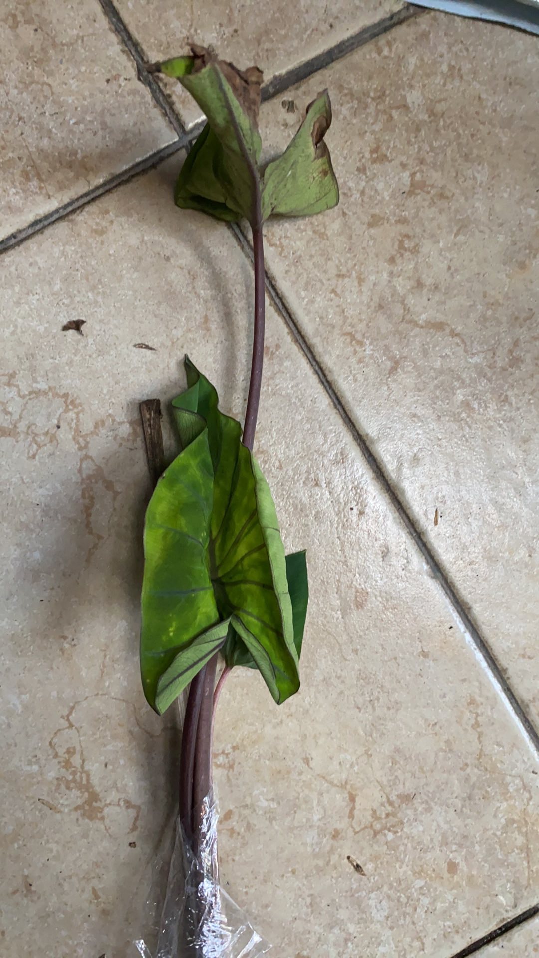 Colocasia Coffe Cups - Esqulanta