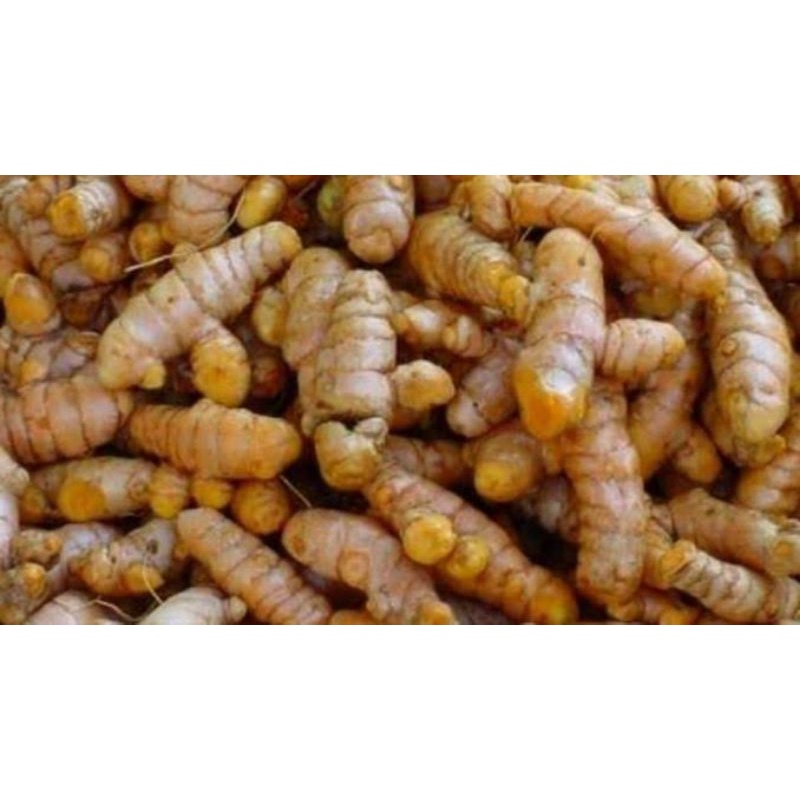

kunyit 100gr