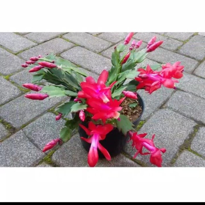 Tanaman Hias Wijaya Kusuma Kepiting Bunga Merah / tanaman bunga wijaya TERLARIS