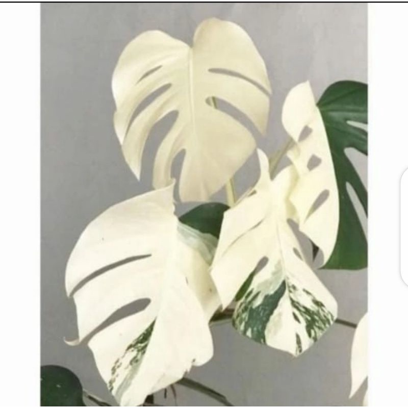 Bonggol monstera MARMORATA varigata